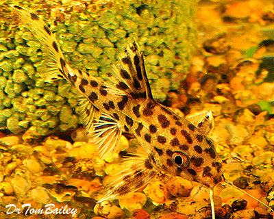 Premium Rare Leopard Catfish, Synodontis Leopardinus