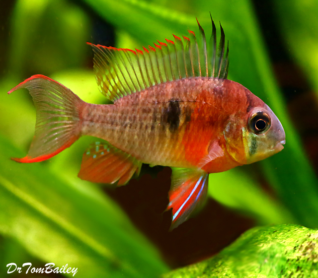 Premium Crown Ruby Bolivian Ram Cichlid