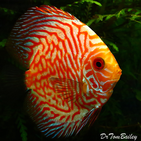 Premium Gold &amp; Red Discus