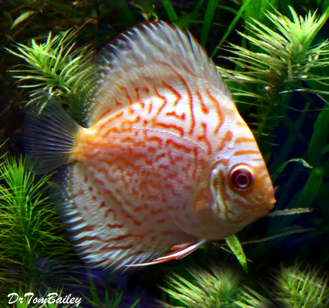 Premium Pastel Blue &amp; Red Discus