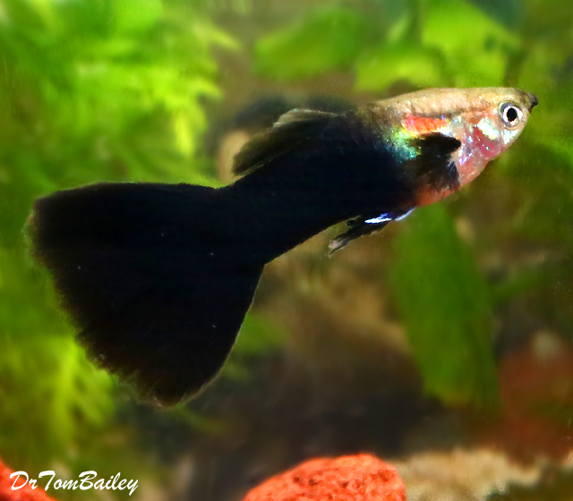 Premium MALE Black Phantom Fancy Guppy