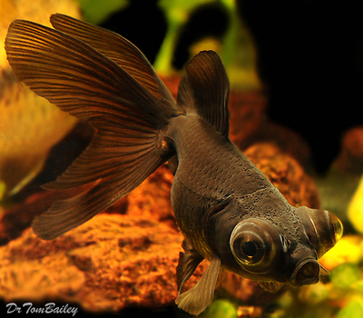 Premium Black Moor Goldfish