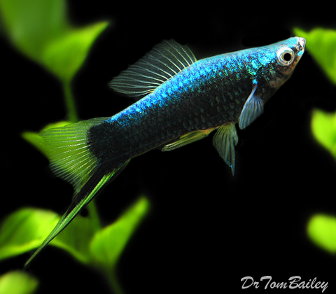 Premium Black Swordtail