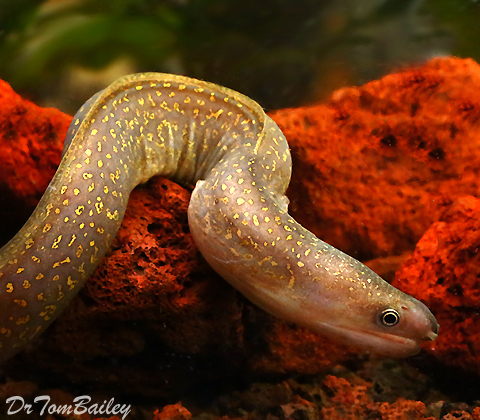 Premium Snowflake Eel