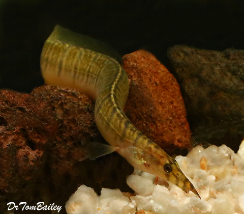 Premium Freshwater Zebra Spiny Eel