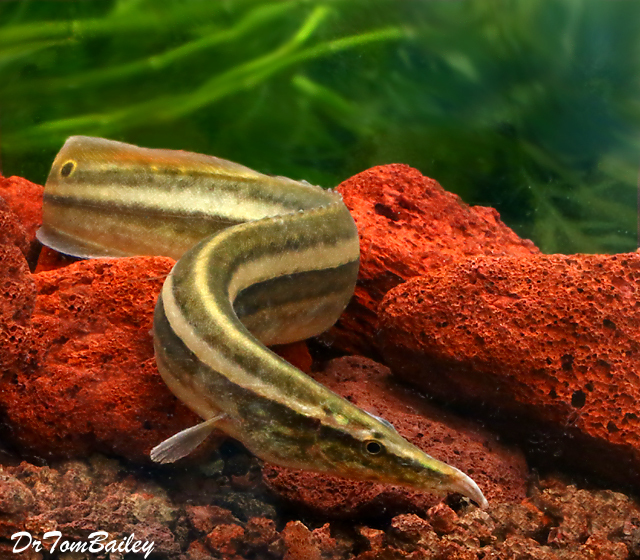 Premium WILD, Rare One-Stripe Eel