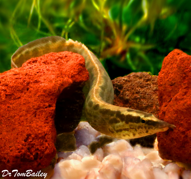Premium Rare and New, Black Spotted Eel