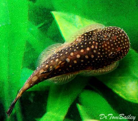 Premium WILD, Rare, Spinyhead Hillstream Loach, Gastromyzon ocellatus