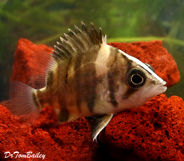 Premium WILD, Indonesian Gold Tiger Datnioides