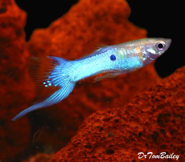 Premium MALE Rare New Japanese Blue Swordtail Fancy Guppy