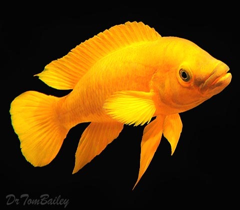Premium Rare Lake Tanganyika Bright Yellow Leleupi Cichlid