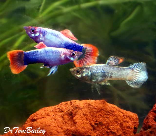 Premium MALE Unique Neon Fancy Guppy