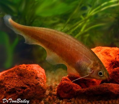 Premium WILD, African Black Knifefish