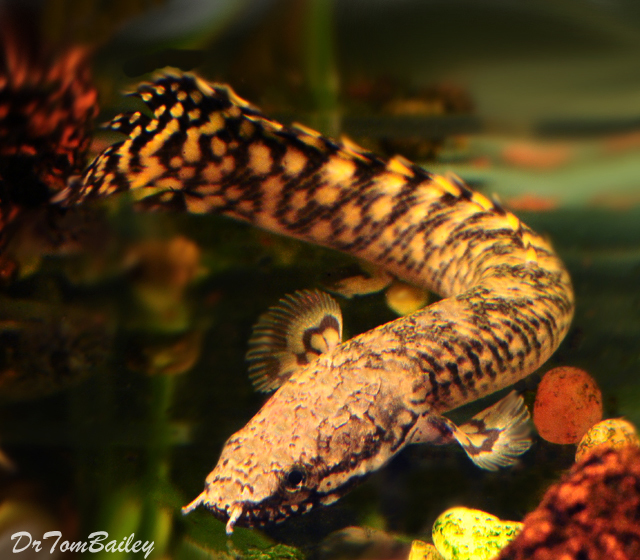 Premium Rare Ornate Bichir