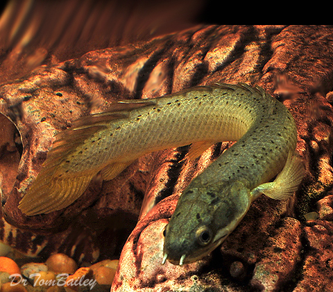 Premium Senegal Bichir, on SALE