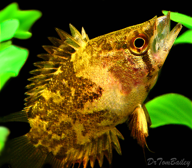 Premium WILD African Leaf Fish