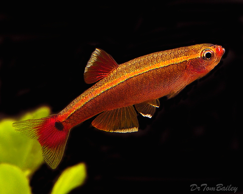 Premium White Cloud, Nano Fish