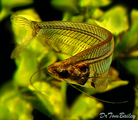 Premium Ghost Catfish