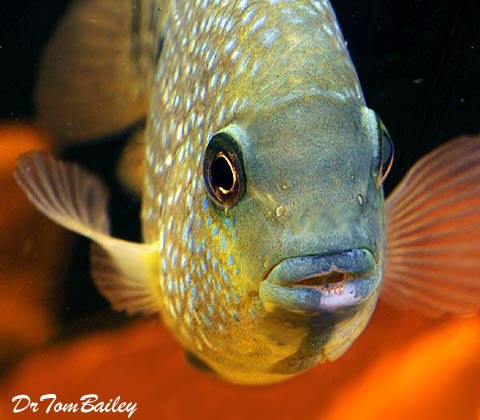 Premium Texas Cichlid