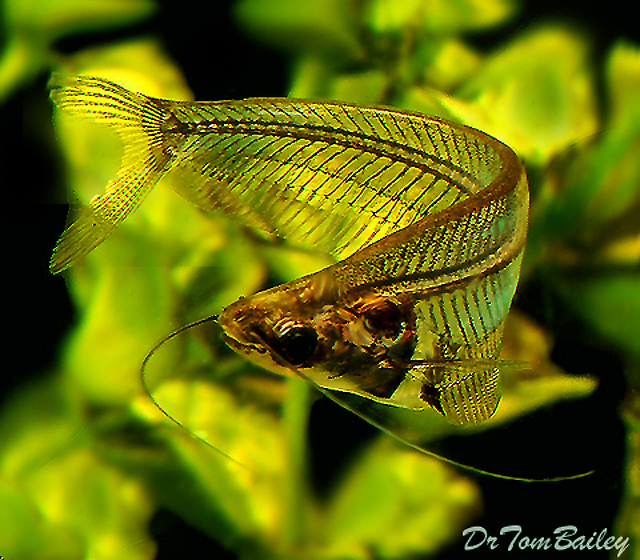 Premium Ghost Catfish