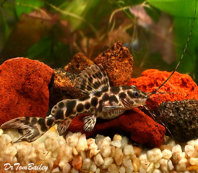 Premium WILD, Leopard Achara Catfish