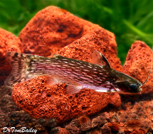 Premium Milky Way Wood Catfish, Tatia galaxias