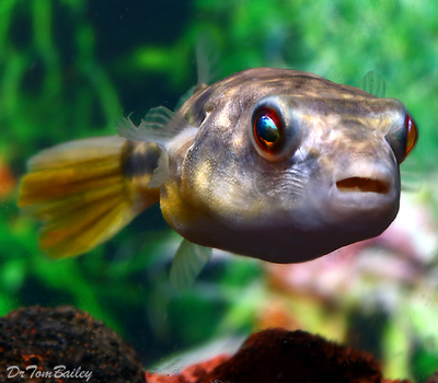 Premium Freshwater Fahaka Pufferfish