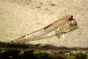 Premium WILD, Dwarf Mudskipper