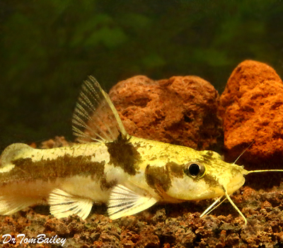 Premium Rare Ornate African Bagrid Catfish, Chrysichthys ornatus