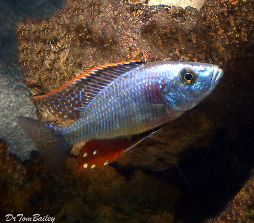 Premium Lake Malawi Eye Biter Compressiceps Hap