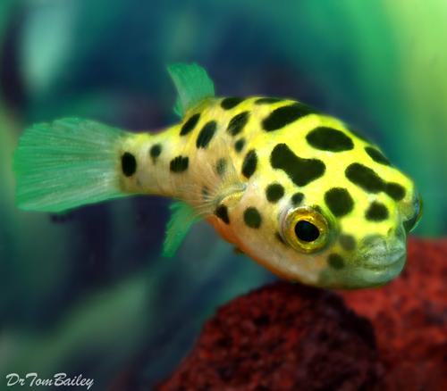 Premium WILD, Green Spotted Pufferfish, on SALE