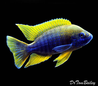 Premium Lake Malawi Lemon Jake Cichlid
