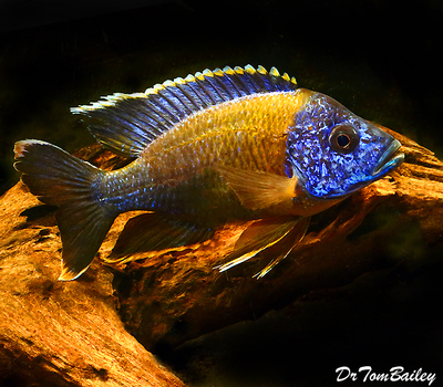 Premium New, Lake Malawi Red Top Lwanda Peacock