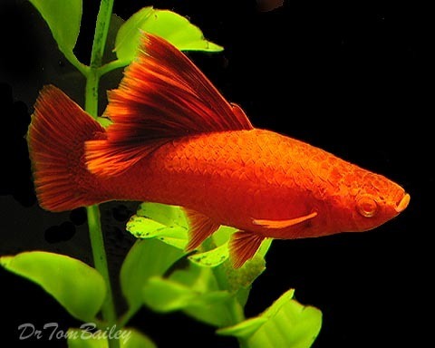 Premium FEMALE, Rare Hifin Red-Eye Red Swordtail