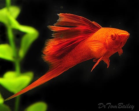 Premium Rare, MALE Hifin Red-Eye Red Swordtail