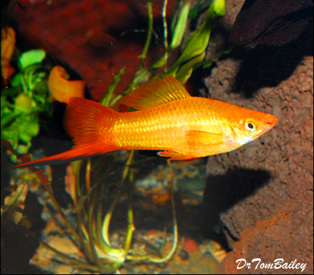 Premium Marigold Swordtail