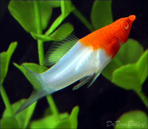 Premium MALE, New &amp; Rare, Kohaku (Koi) Swordtail