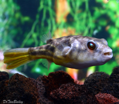 Premium Freshwater Fahaka Pufferfish