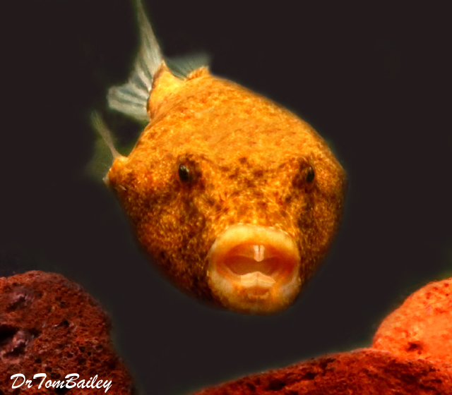 Premium Freshwater Congo Miurus Pufferfish