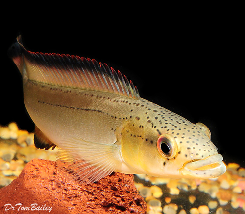 Premium Unidentified Pike Cichlid