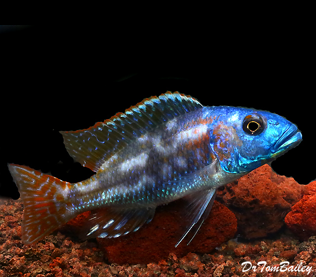Premium Lake Malawi Fusco Hap Cichlid
