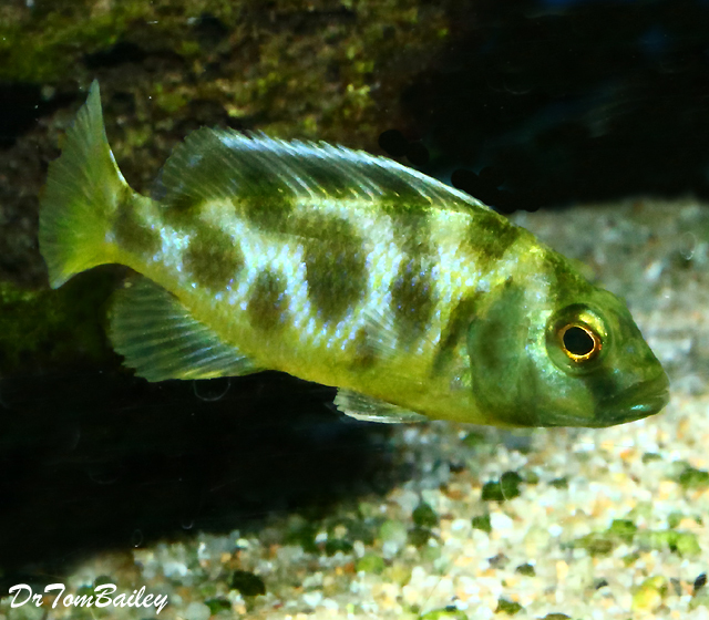 Premium Lake Malawi Venustus Haplo Cichlid