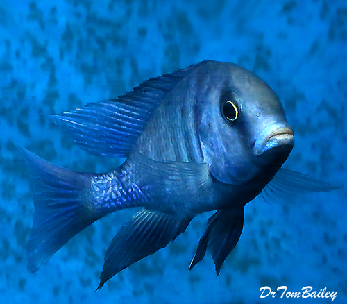 Premium Lake Malawi Blue Dolphin Hap