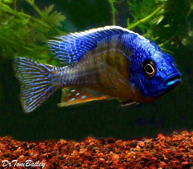 Premium Lake Malawi Taiwan Reef Haplo Cichlid - Males and Females, on SALE