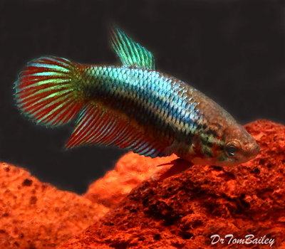 Bargain Breeder FEMALE Assorted Betta Fish