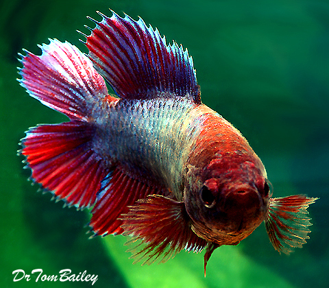 Premium FEMALE Unique Rare, Natural Twin-Tail Betta Fish