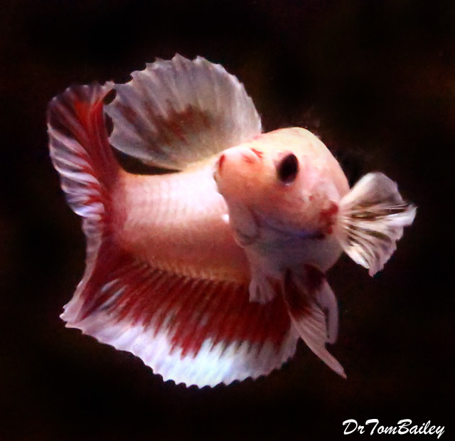 Premium FEMALE Cambodian Butterfly Halfmoon Betta Fish