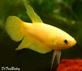 Premium FEMALE Yellow Betta Fish