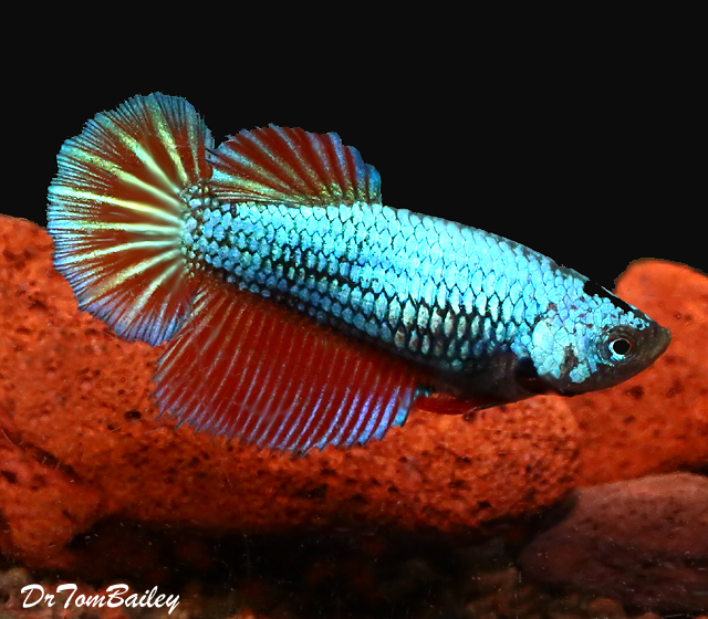 Premium FEMALE Dragonscale Halfmoon Betta Fish