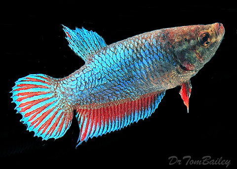 Premium FEMALE Unique Betta Fish